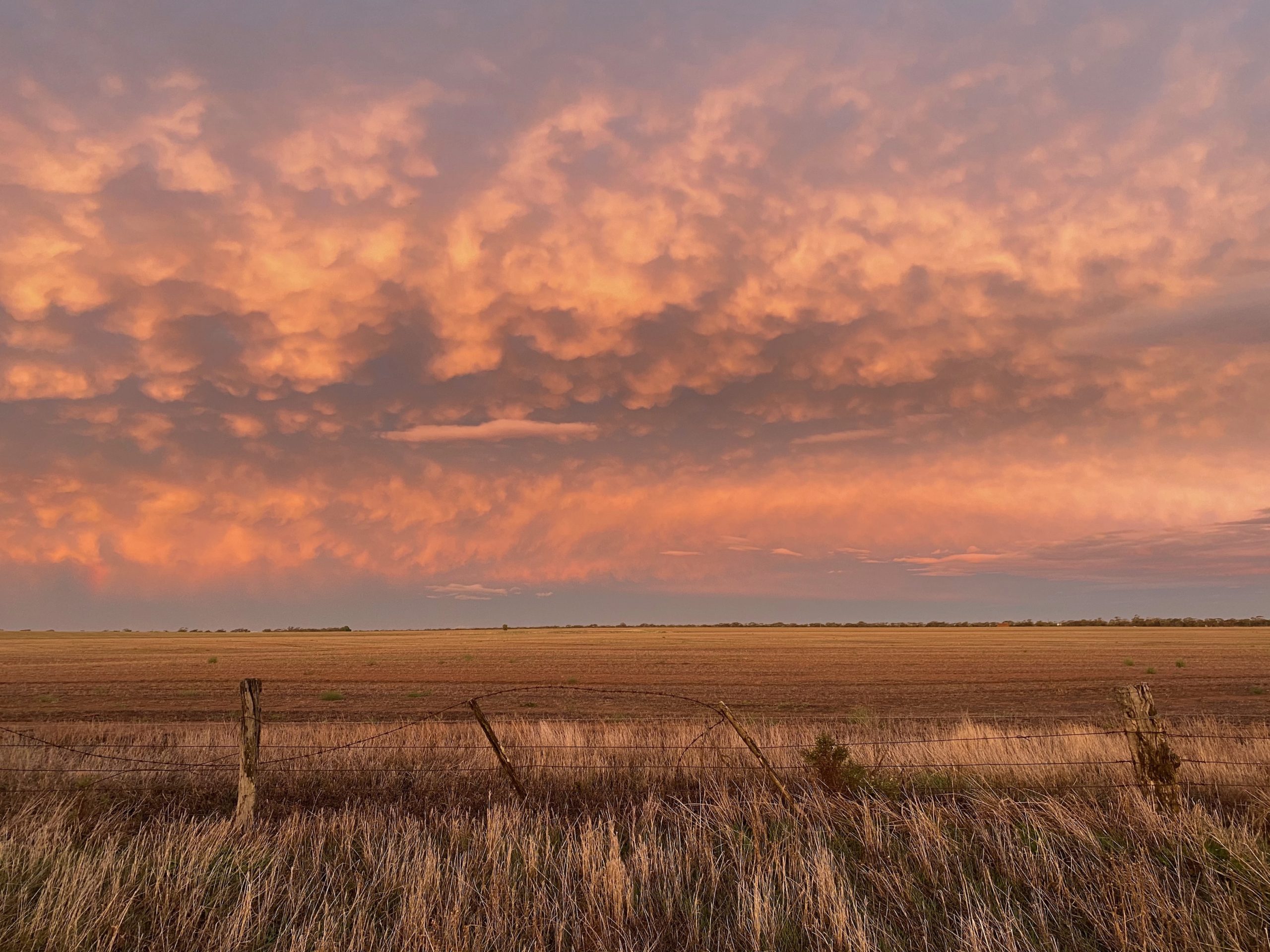 Building climate resilience into farming practices crucial for the Riverina’s future- experts