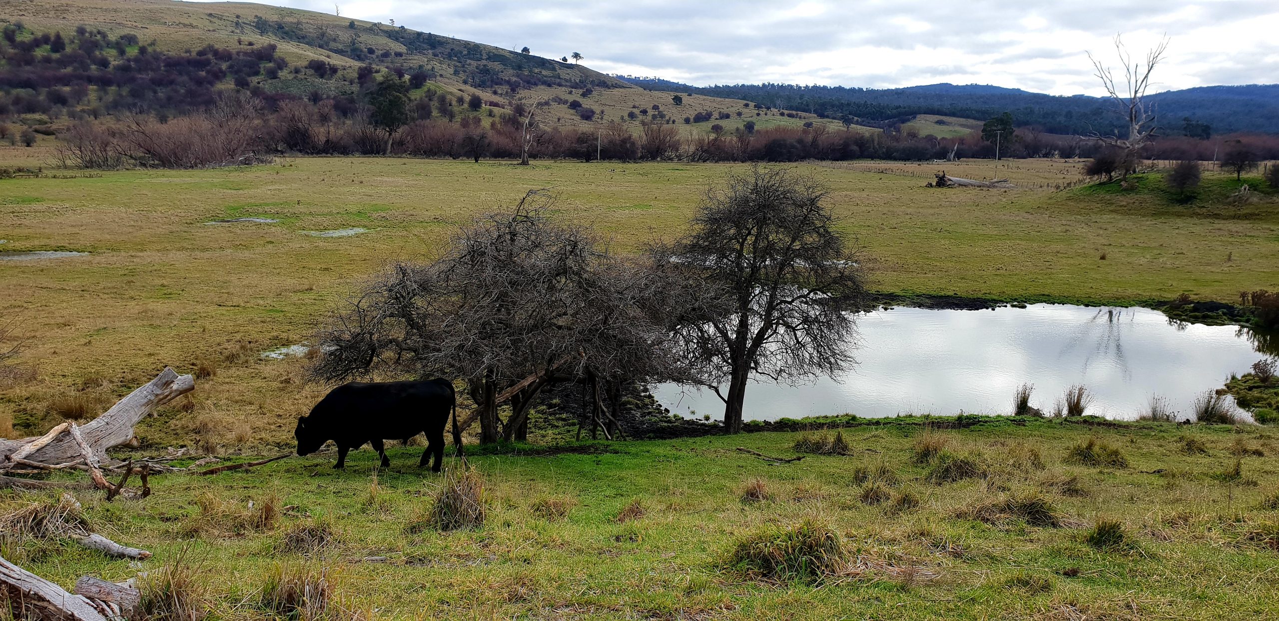 How Tasmanian graziers can prosper on the track to net-zero emissions