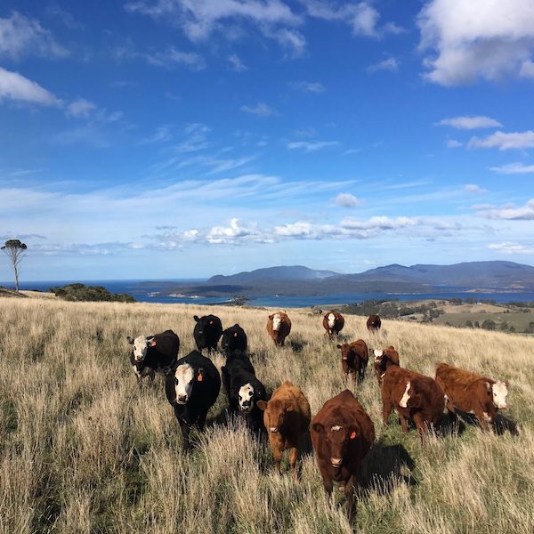 Tasmanian Climate-Smart Agriculture Conference