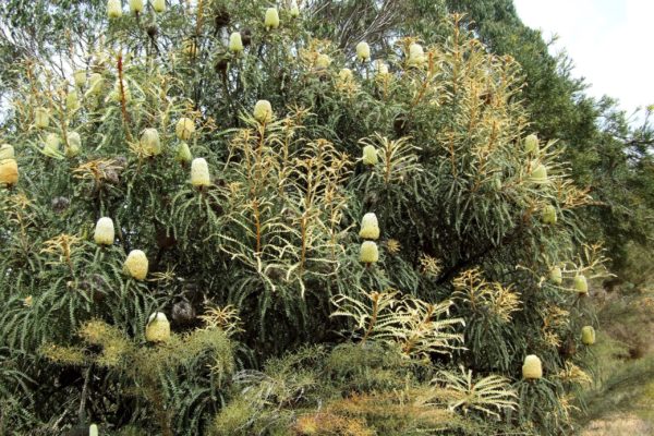 2021_Nicole Chalmer_Banksia trees in protected area