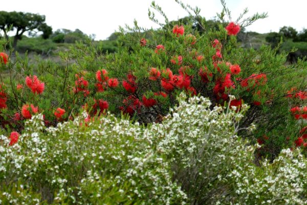 2021_Nicole Chalmer_Bottlebrush and other species on Granite hill