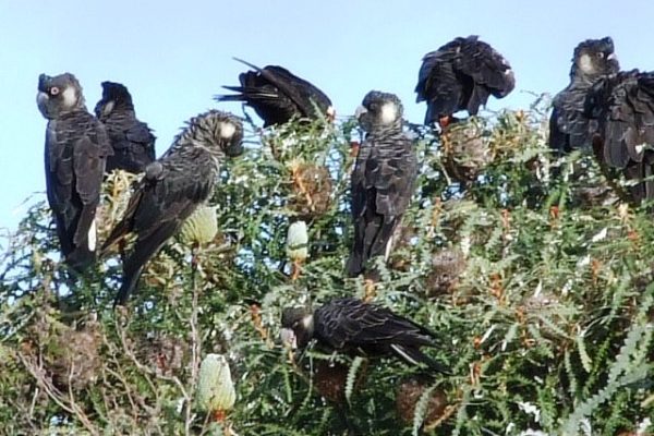 2021_Nicole Chalmer_Carnaby_s cockatoos feeding on Banksia speciosa