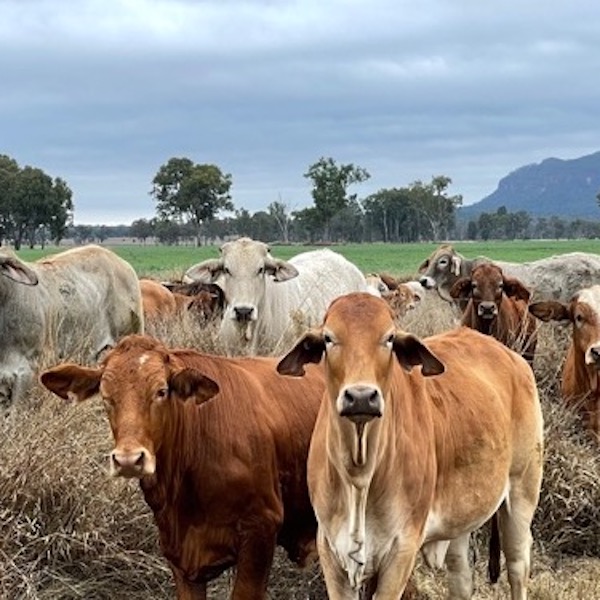 Cattle production in a changing climate