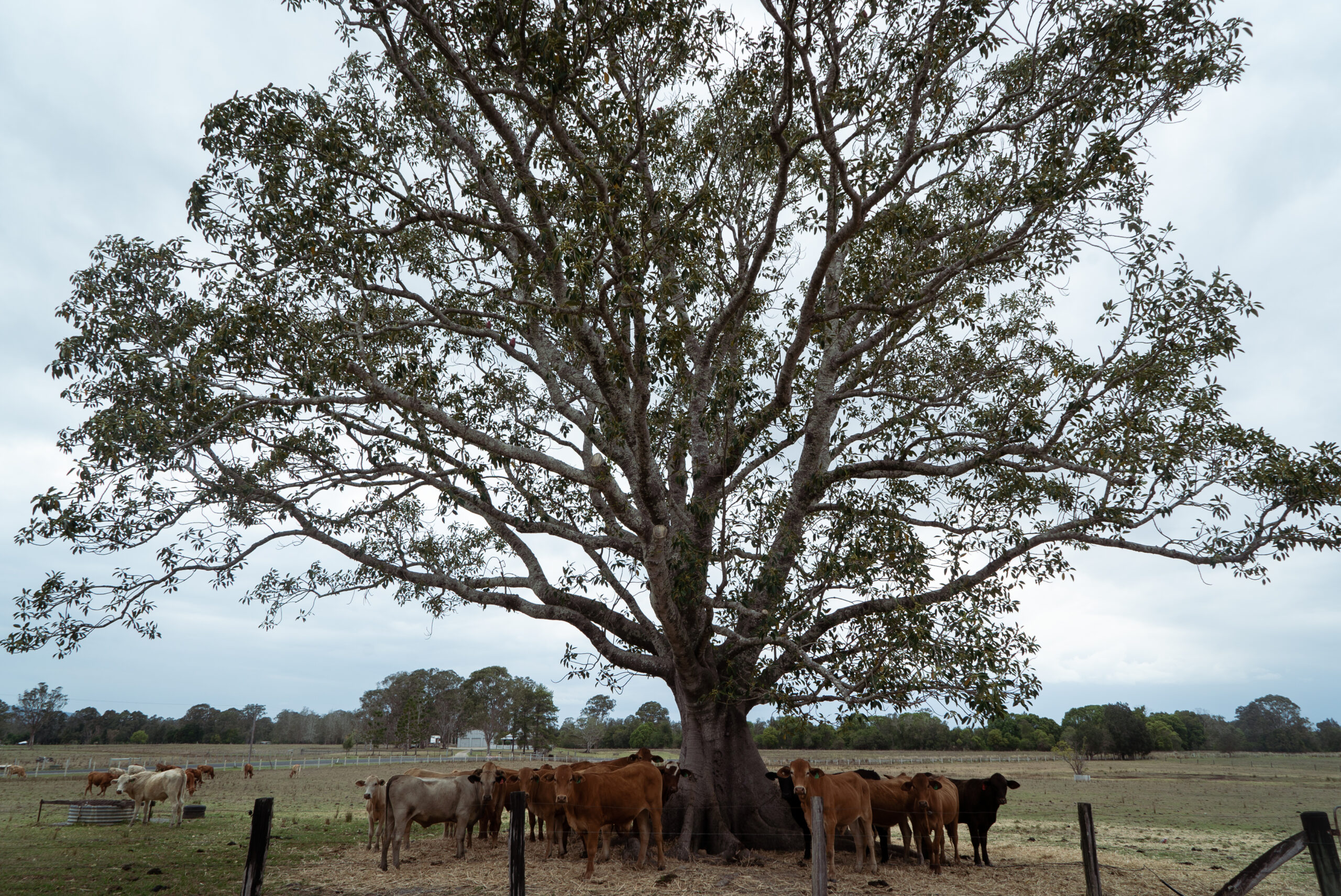 Submission to the Victorian Senate Inquiry into Climate Resilience