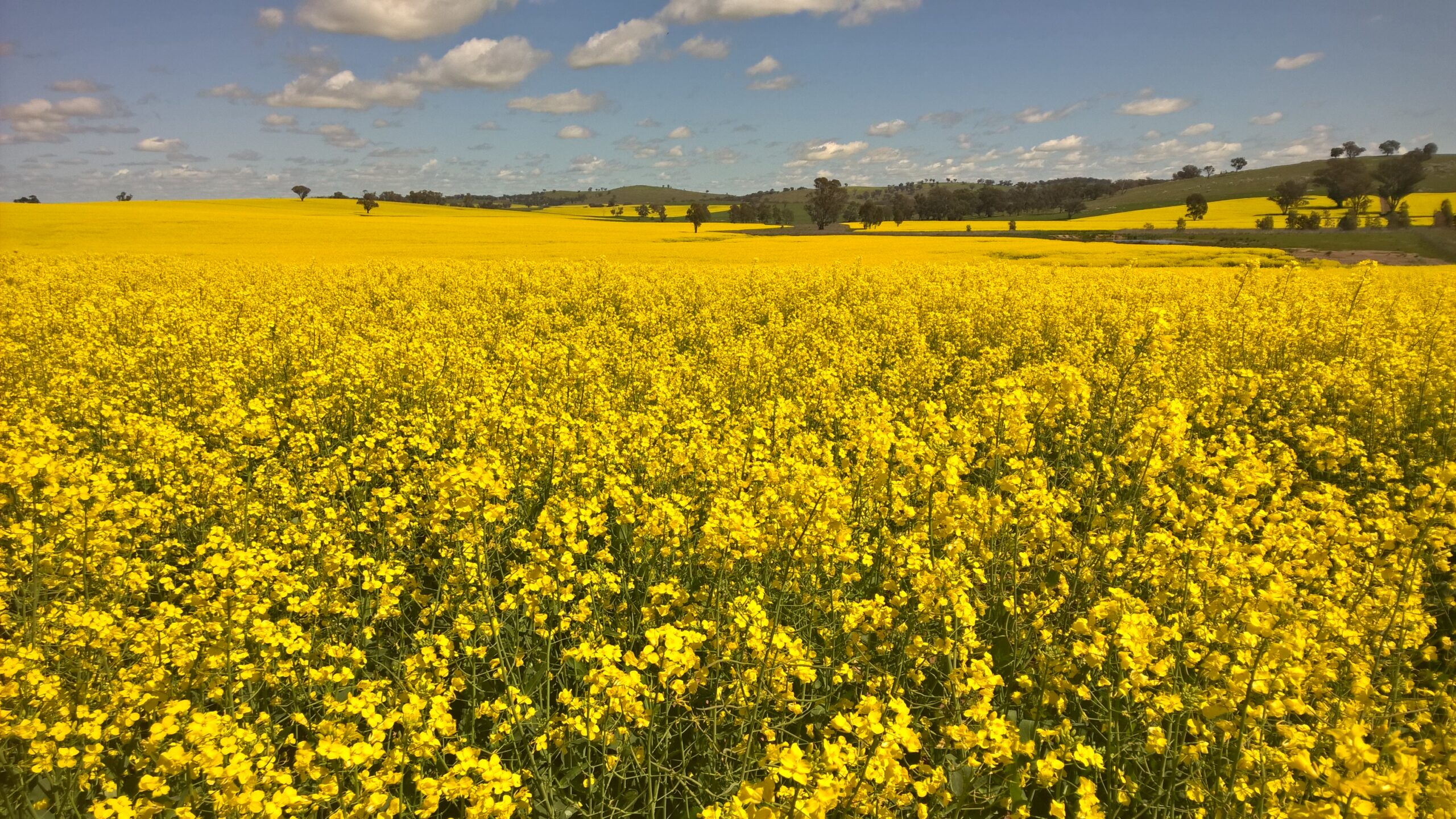 Submission to Consultation on Future Made in Australia: Unlocking Australia’s Low Carbon Liquid Fuel Opportunity