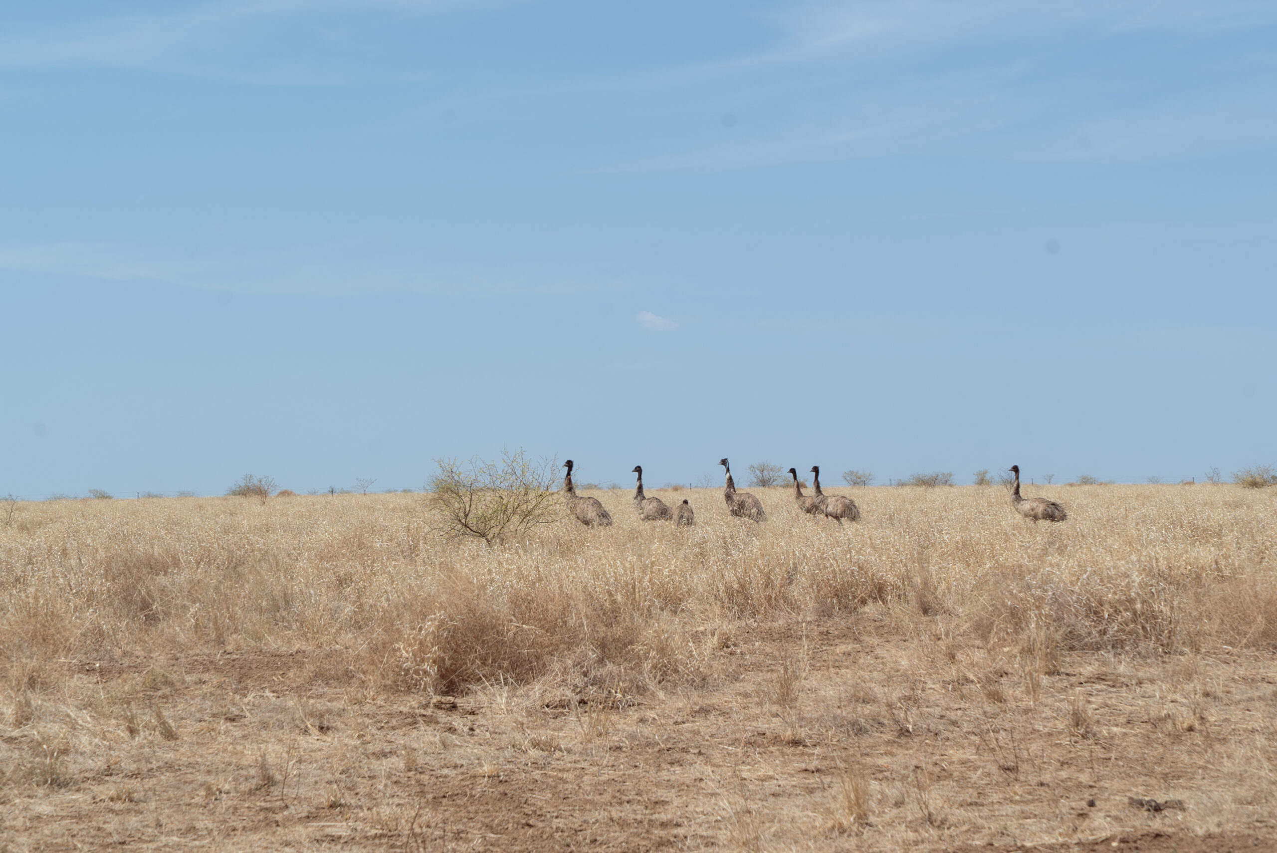 Submission to the Future Drought Fund Drought Resilience Adoption and Innovation Hubs Review