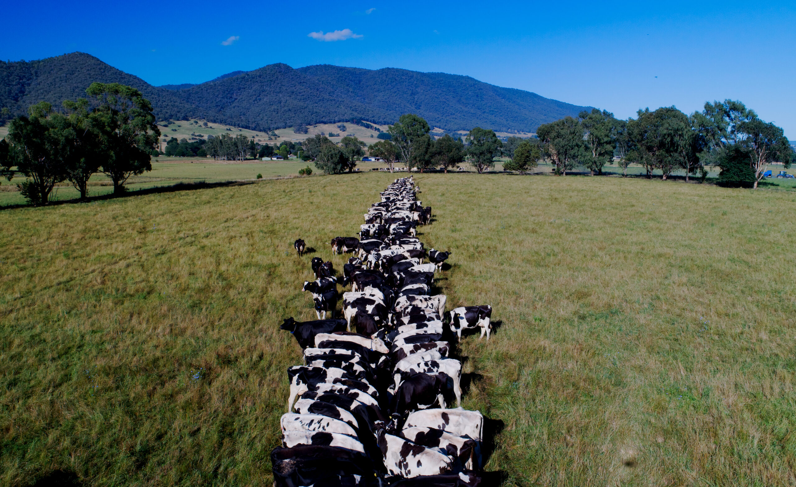 How Brewery By-Products Are Helping Reduce Livestock Methane